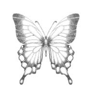 graphic black and white butterfly one isolated on