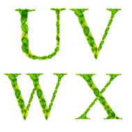 alphabet letters made from spring green leaves Vector illustration N6
