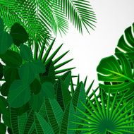 Tropical leaves against a white background
