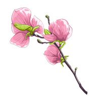 beautiful isolated twig blossoming magnolia tree