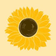 beautiful sunflower isolated on a white background N2