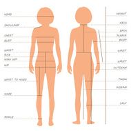 body measurements size chart