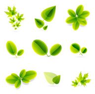 Vector green leaves