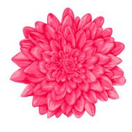 beautiful pink dahlia isolated on white background N5