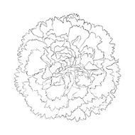 beautiful monochrome black and white carnation flower isolated on background N2