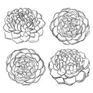 set of beautiful black and white flower isolated