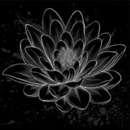 black and white lotus flower painted in graphic style isolated N2
