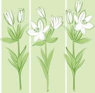 lily N5