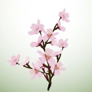 Blossom N3