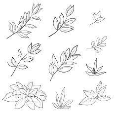 Leaves contours