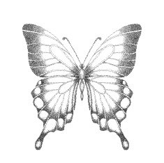 graphic black and white butterfly one isolated on