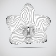 Vector orchid flower Illustration for your design
