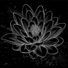 black and white lotus flower painted in graphic style isolated N2