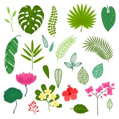 Set of stylized tropical plants leaves and flowers