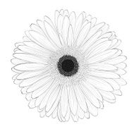 beautiful monochrome black and white gerbera flower isolated N3