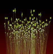 Grass Floral Background