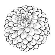 beautiful monochrome black and white dahlia flower isolated N2