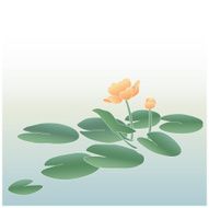 Yellow pond lily (vector)