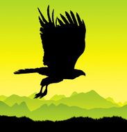 Bird of prey in flight