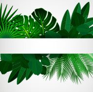 tropical plants N4