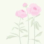 Peony Pink Flowers N2