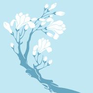 White Magnolia