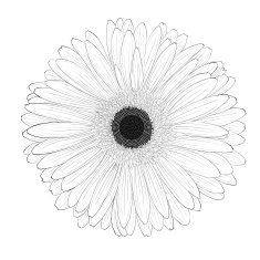 beautiful monochrome black and white gerbera flower isolated N3