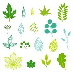 Set of green leaves and elements