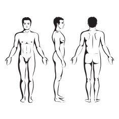 man body anatomy front back and side