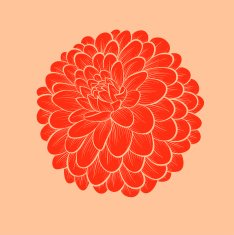 Flower Dahlia drawn in graphical style contours and lines N2