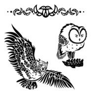 Owl bird