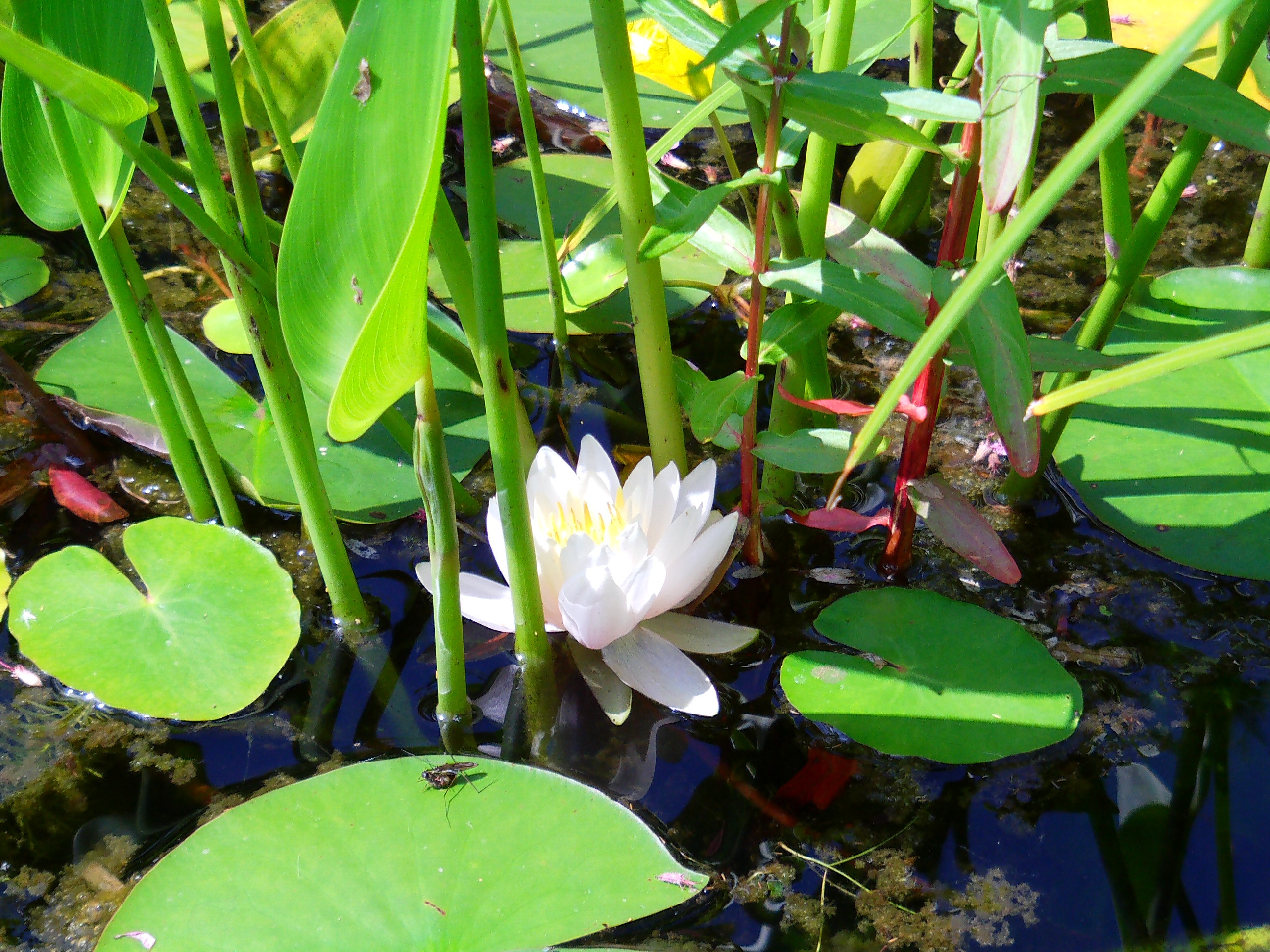 Water lily in green aquatic plants free image download