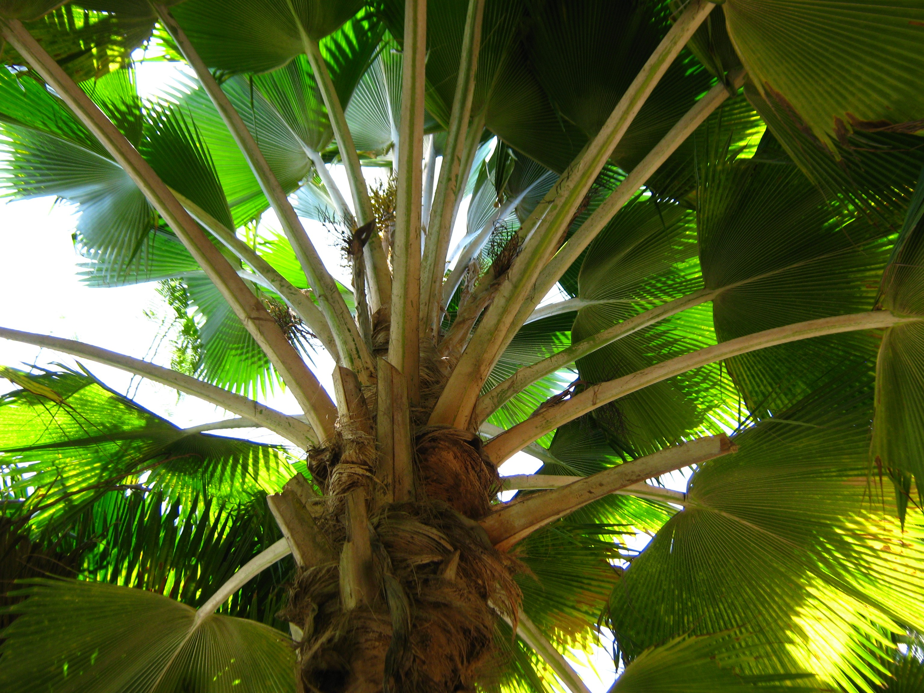 Занзибар пальмы