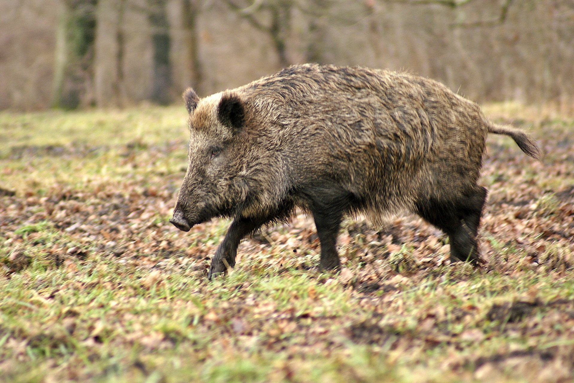 Cinghiale автомобиль