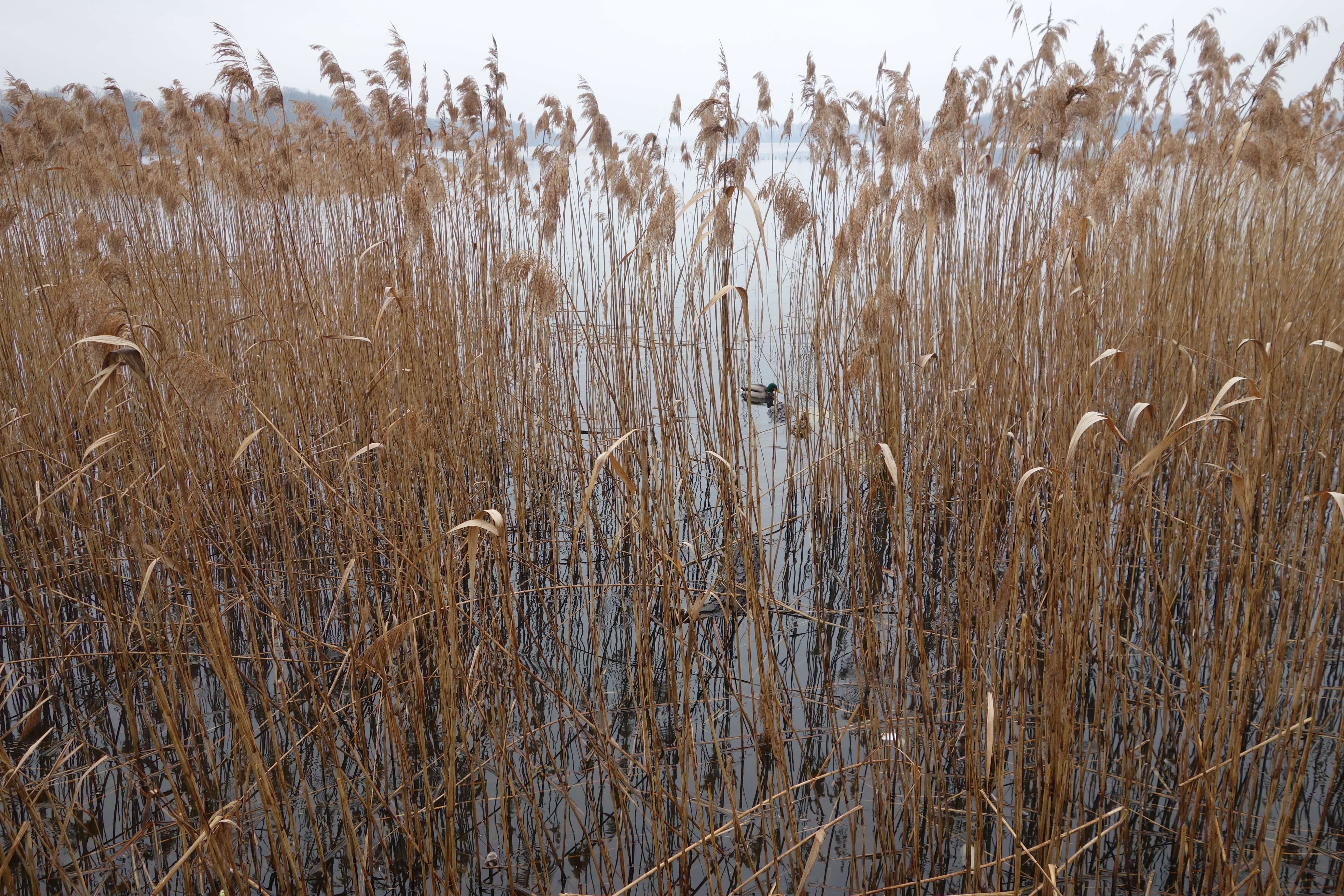 Камыш осенью фото Reed grass by the lake free image download