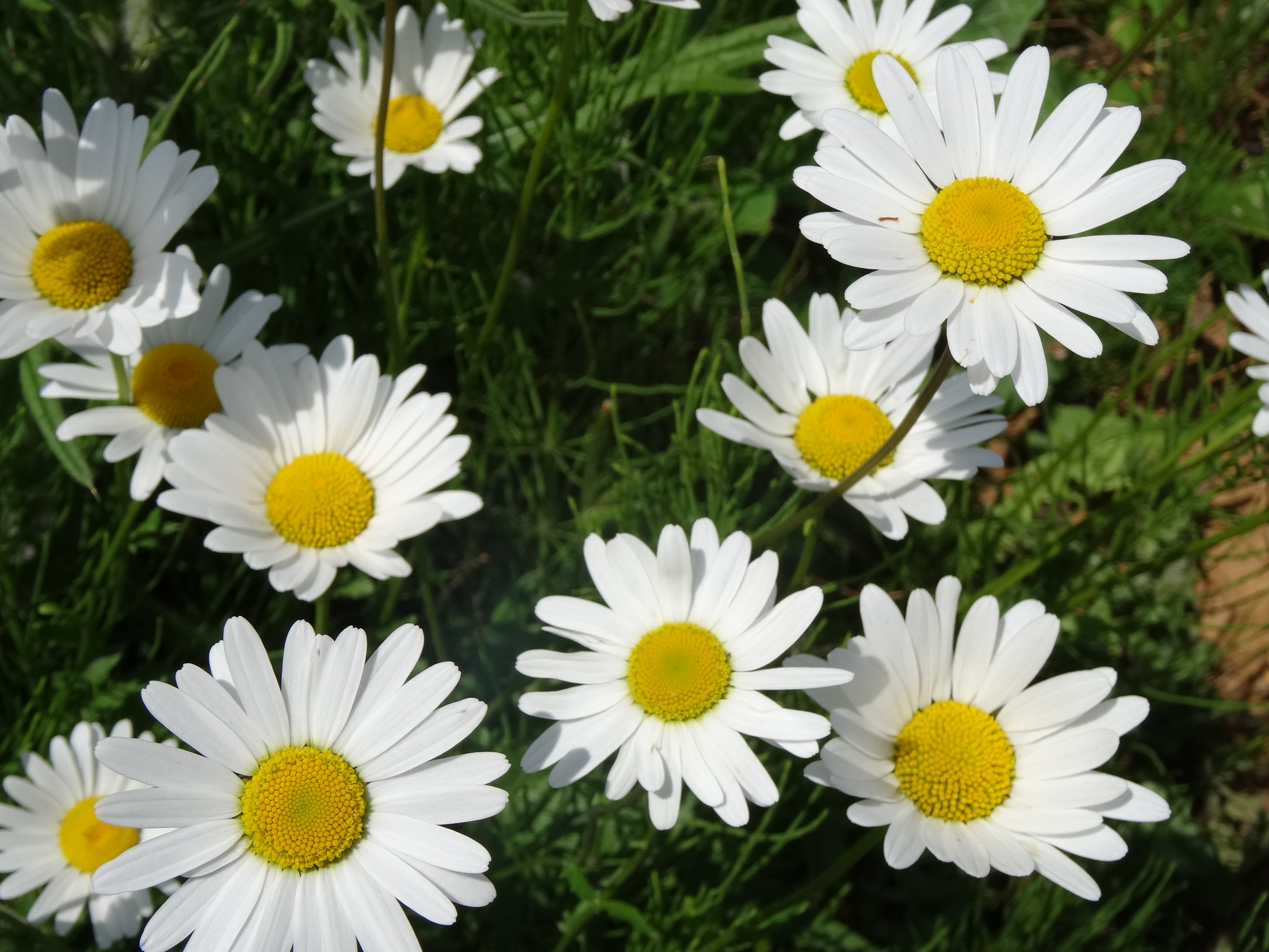 Daisies flowers in summertime free image download