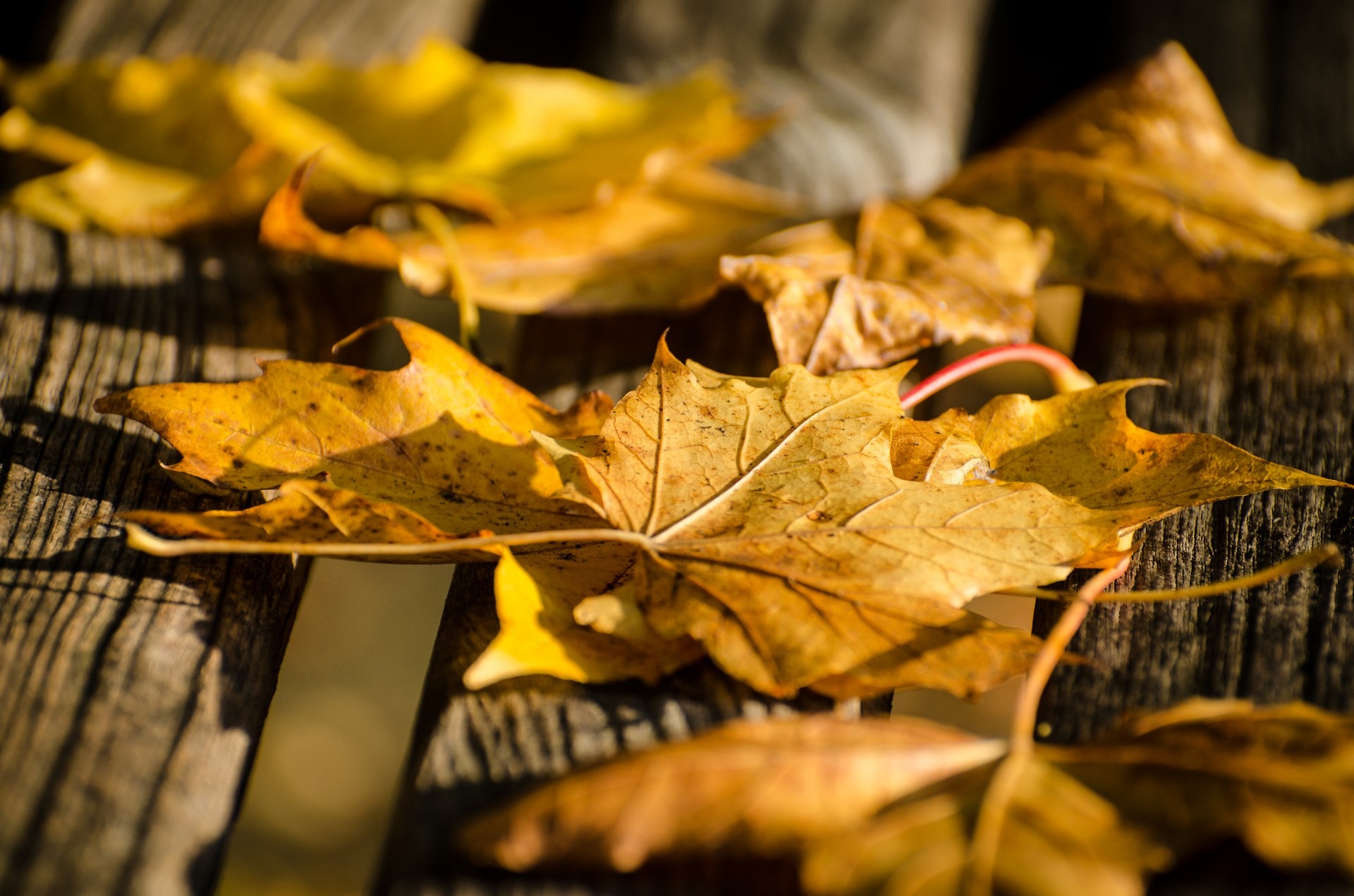 Yellow leaf seasons free image download