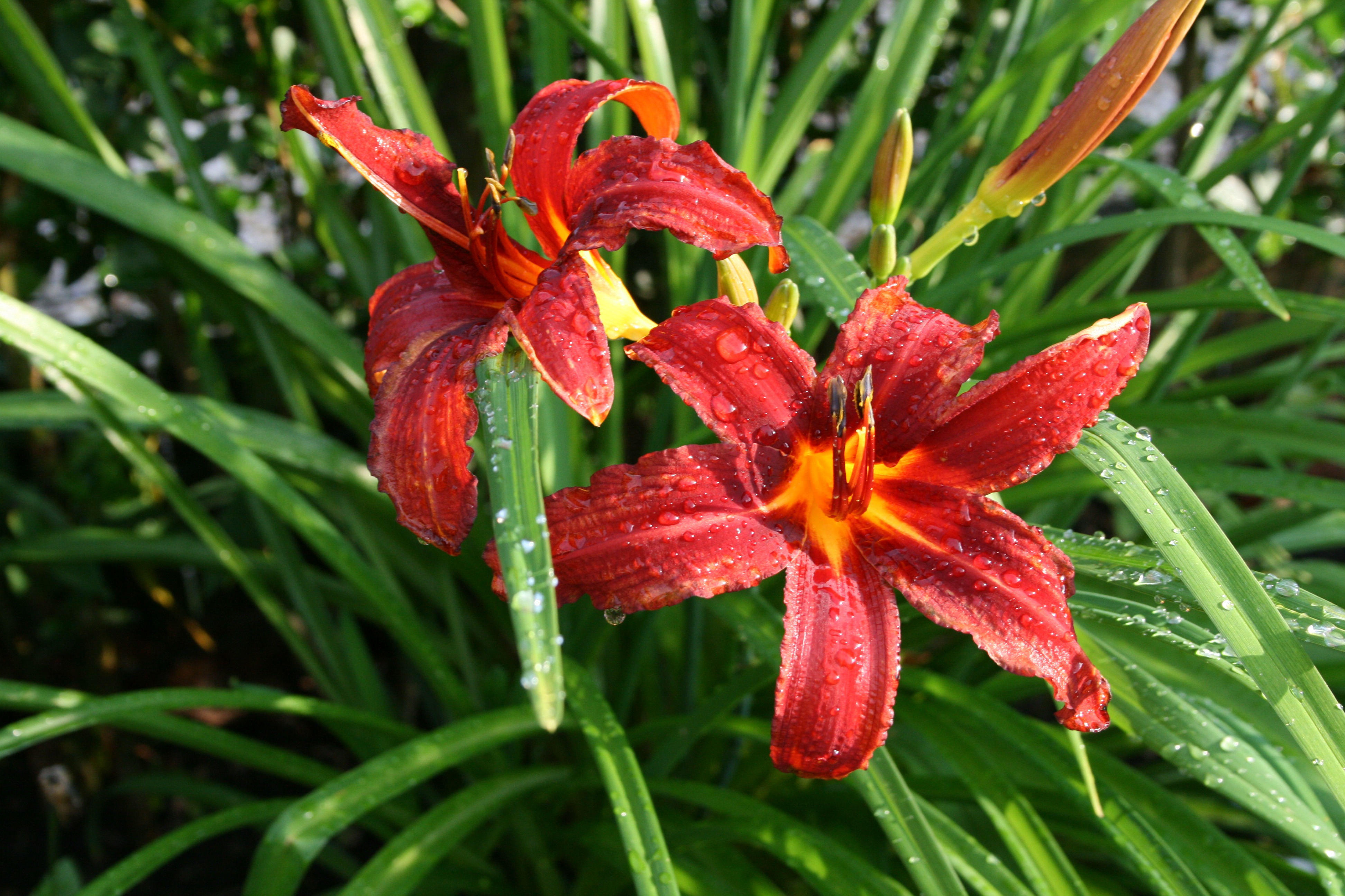 beautiful-red-orange-and-yellow-hemerocallus-flowers-with-green