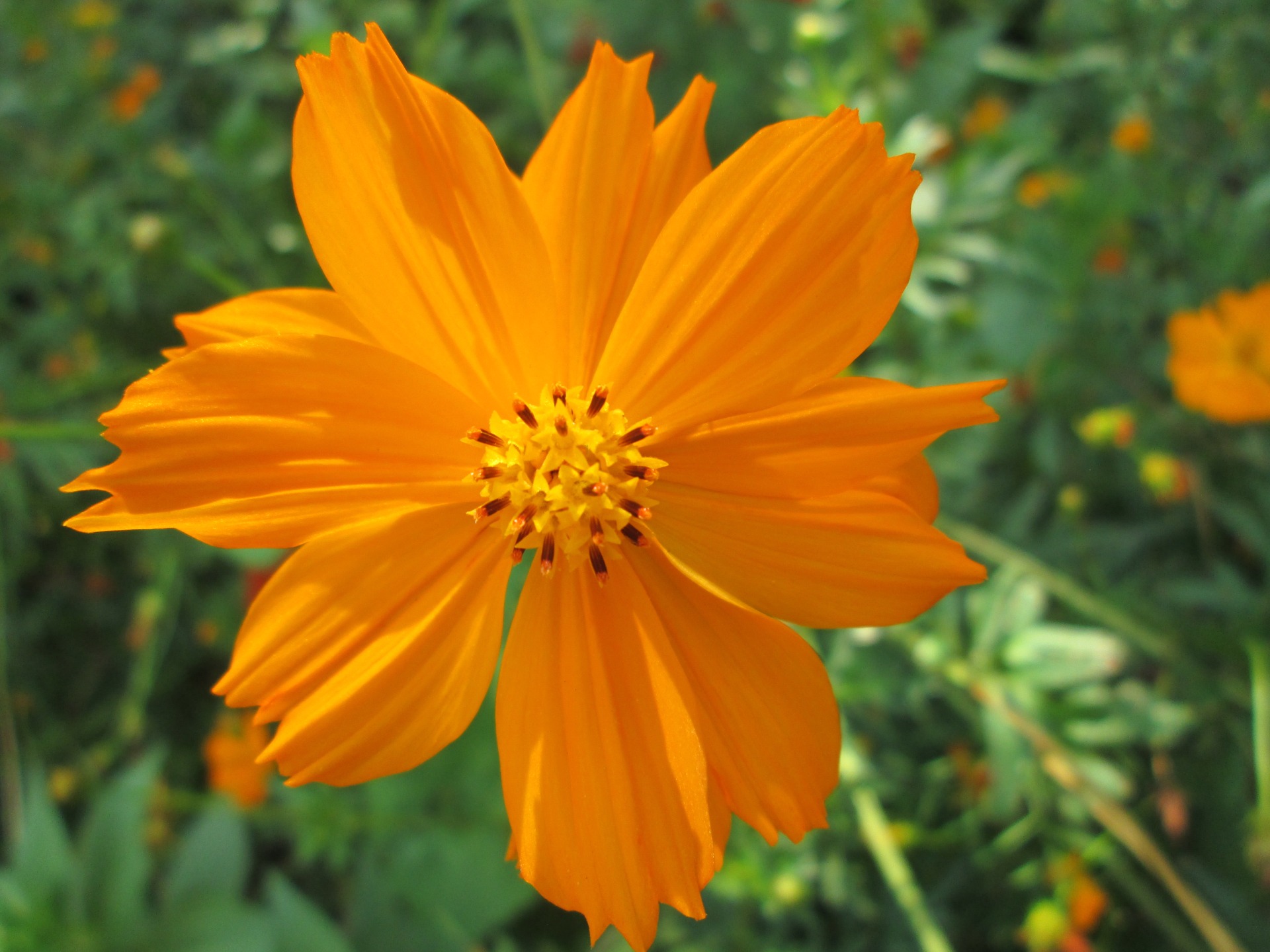 Cute orange flower in the garden free image download