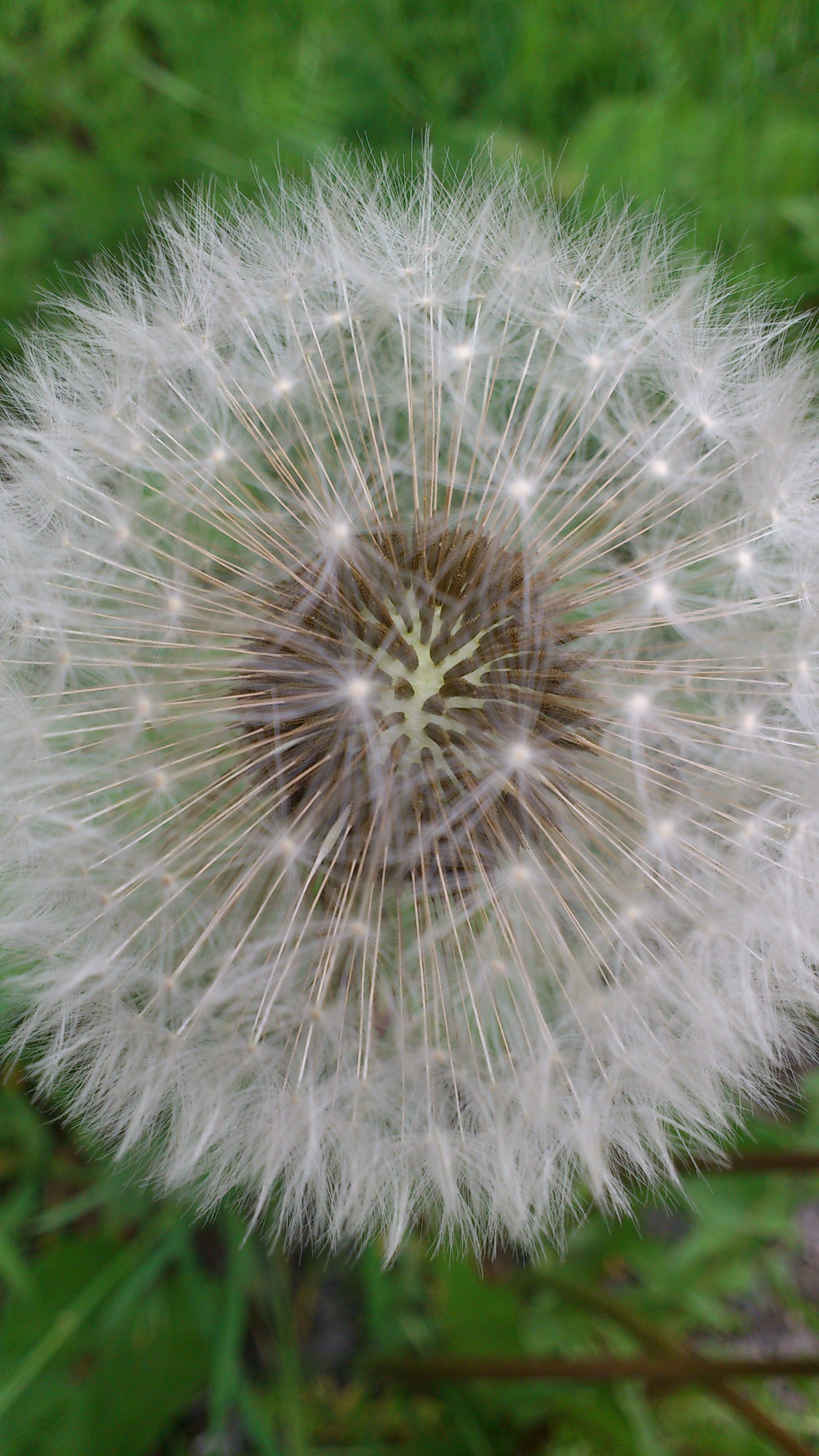 Dandelion with white seeds closeup free image download