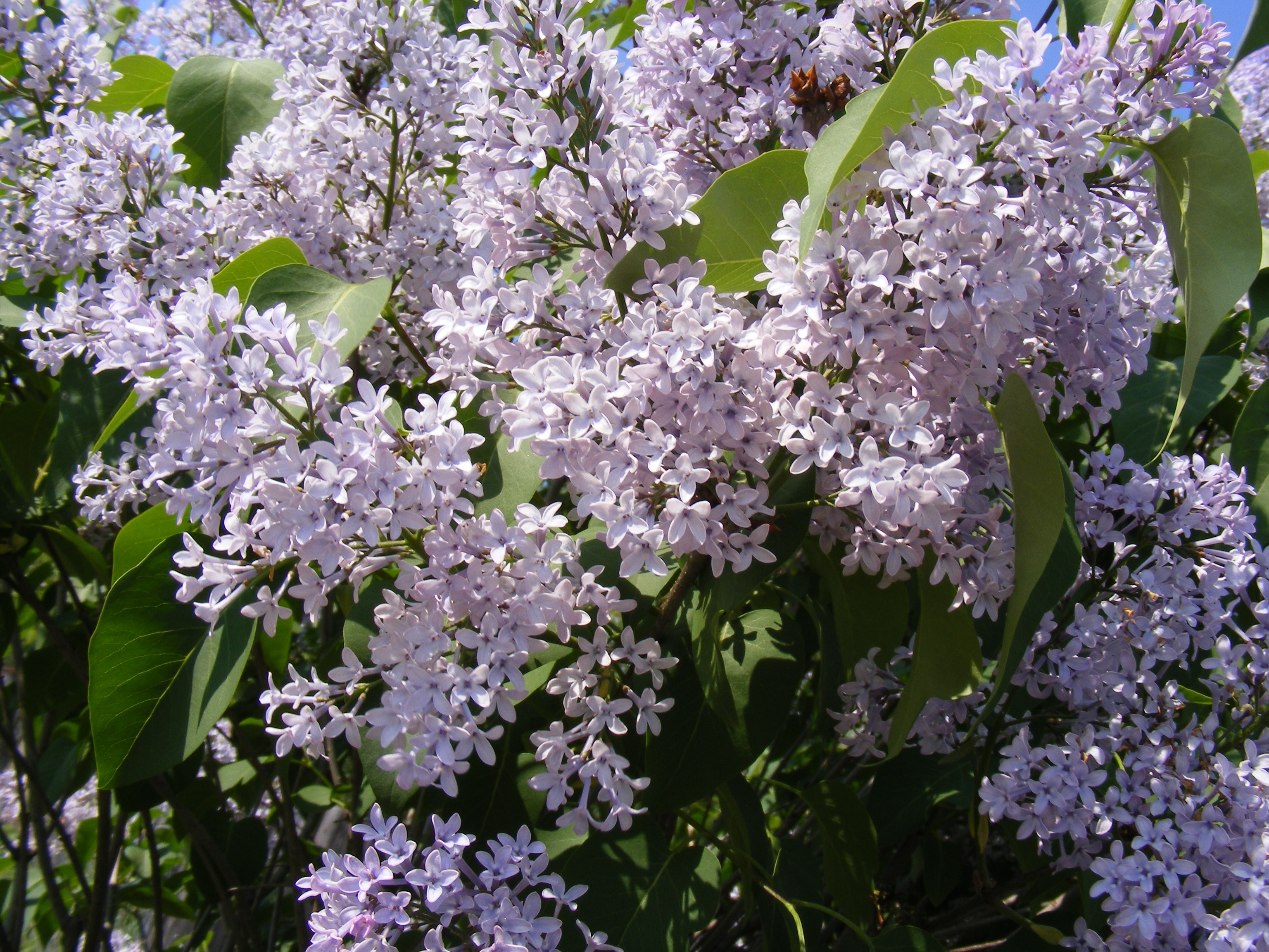 Bush of the blue lilac free image download