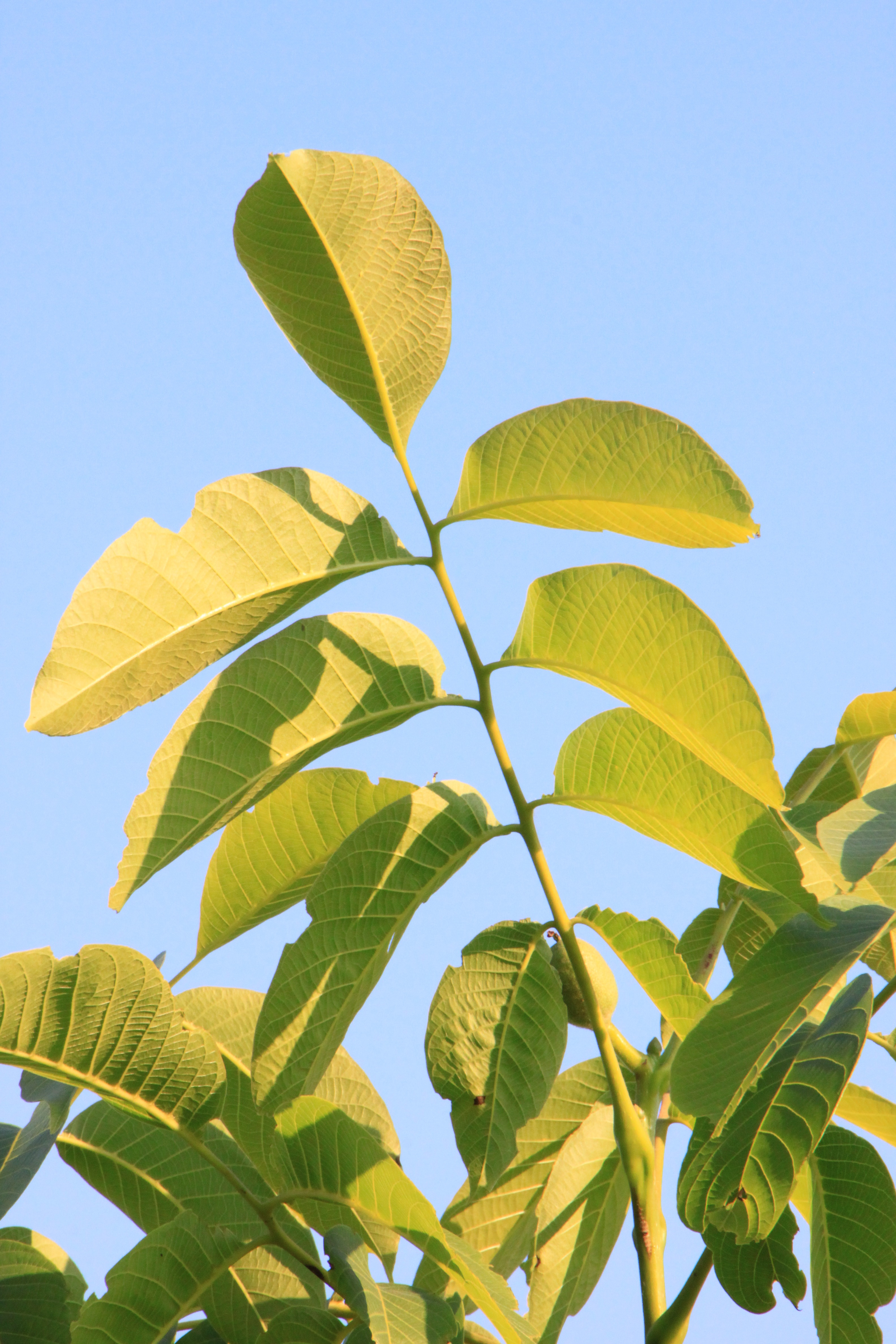 Листья орехового дерева