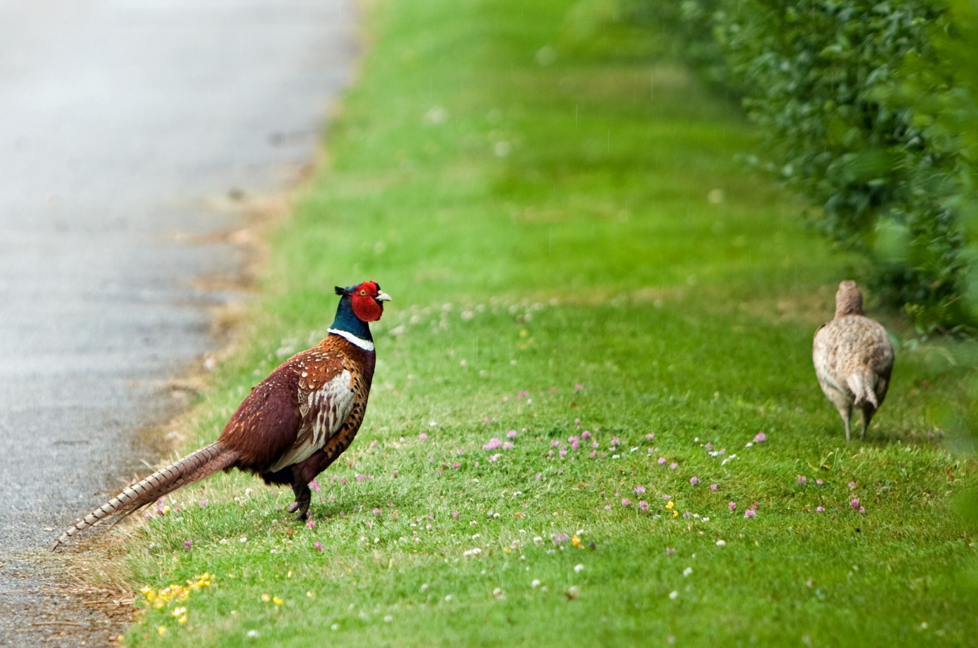 Pheasants on green grass free image download