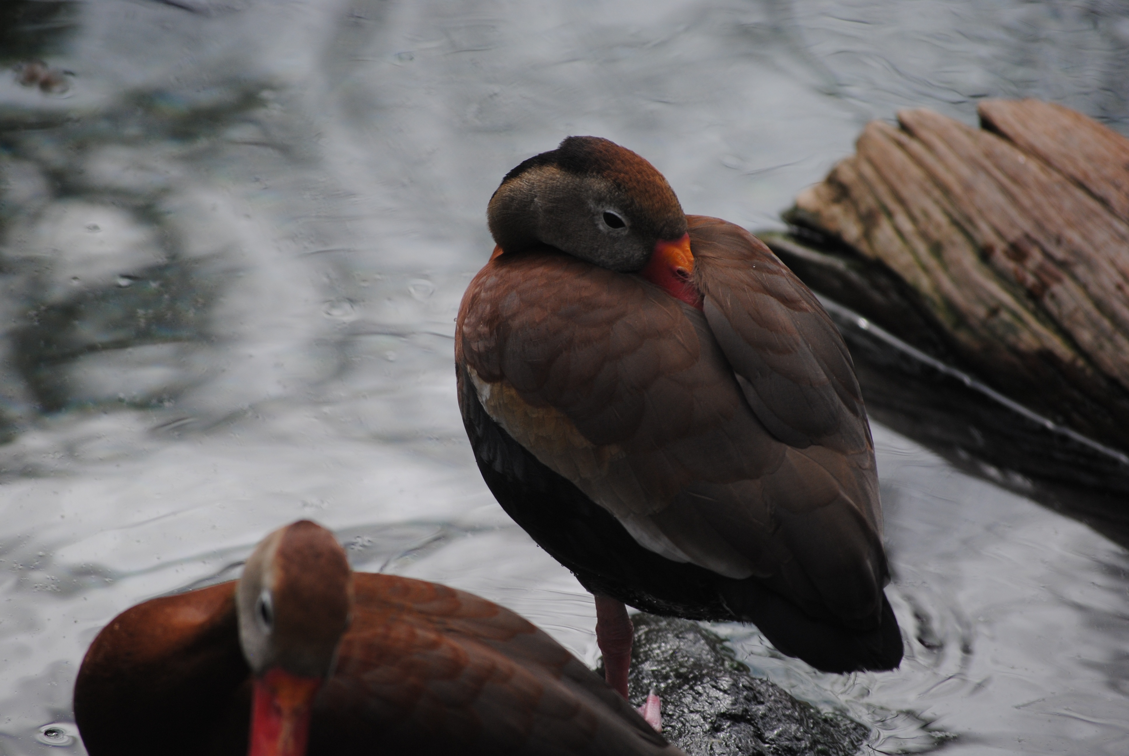 Brown ducks with orange beaks on the shore of the pond free image download