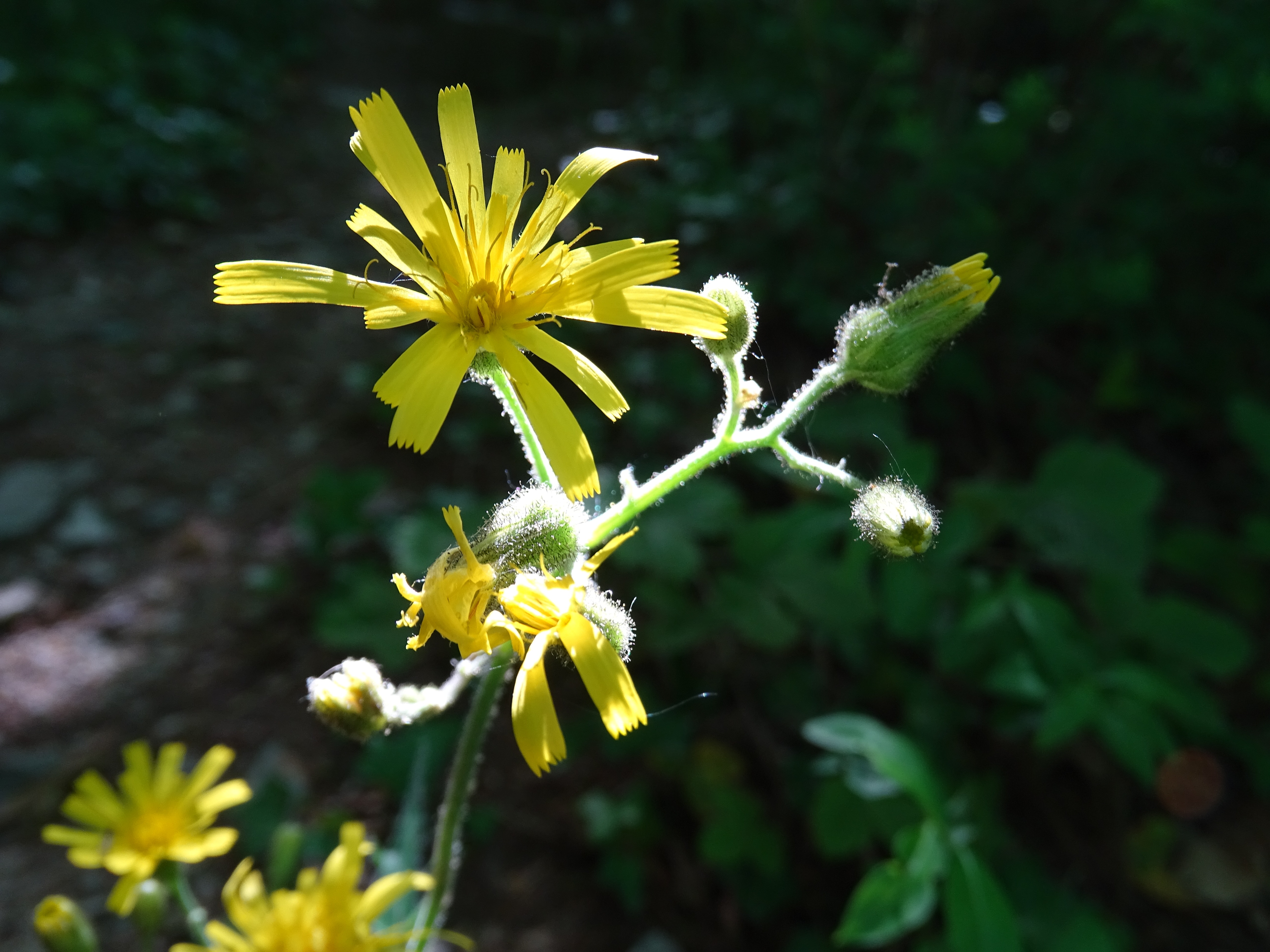 Желтые цветы сорняки фото Bright yellow flower in summer free image download