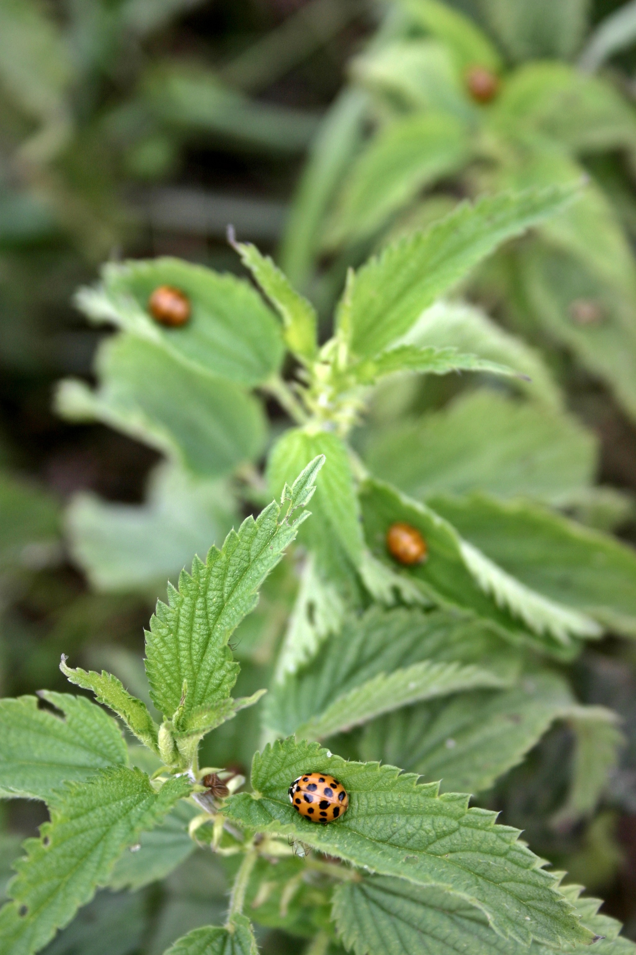 Orange And Black Ladybugs On The Green Leaves Of The Nettle Free Image orange-and-black-ladybugs-on-the-green-leaves-of-the-nettle-free-image