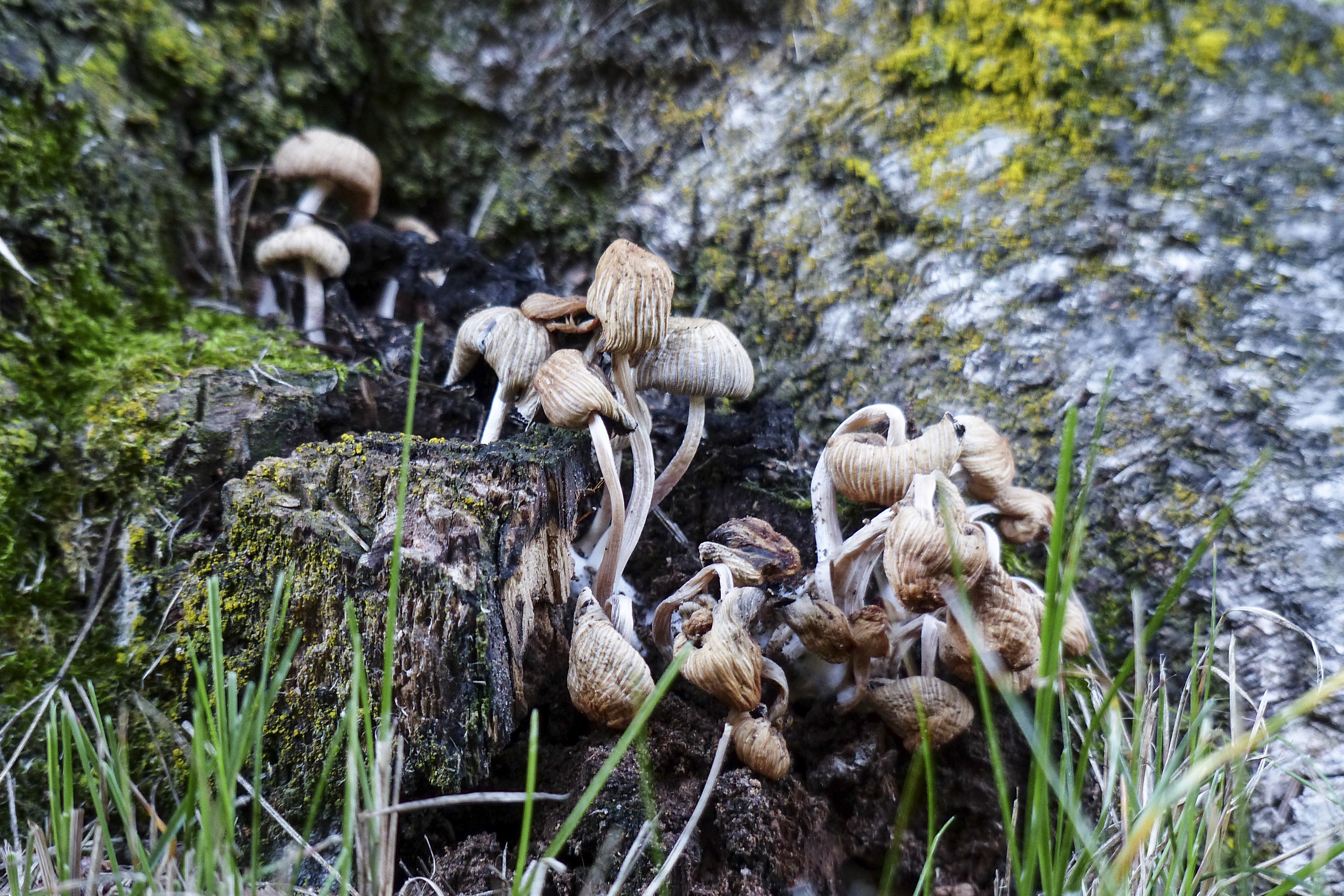 File size: 3.17Mb, wild withered mushrooms among the rocks and colorful pla...