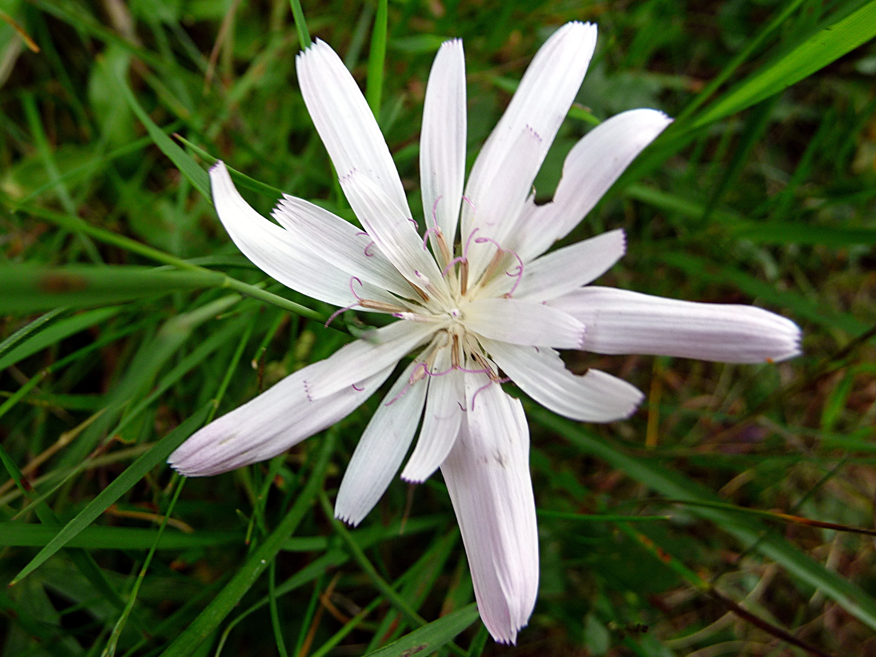 Macro view of white flower with thin petals free image download