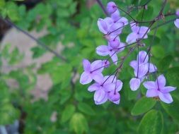 meadow rue flower purple green