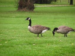 geese in a park